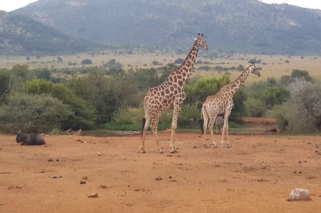 Full day Pilanesberg Safari Tour - Photo 1 of 7